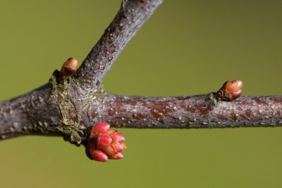 Cercis canadensis 'Pauline Lily' - zmarilka kanadská - pupen